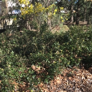 Berberis aquifolium at Parkes, ACT - 26 Aug 2024