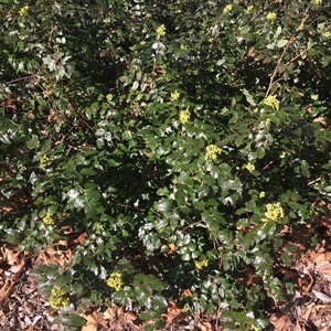 Berberis aquifolium at Parkes, ACT - 26 Aug 2024