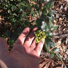 Berberis aquifolium at Parkes, ACT - 26 Aug 2024 02:23 PM