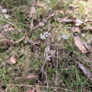 Wurmbea dioica subsp. dioica at Wee Jasper, NSW - 13 Oct 2024 01:08 PM