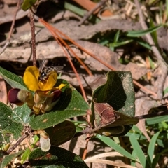 Syrphidae (family) at Wee Jasper, NSW - 13 Oct 2024 01:33 PM