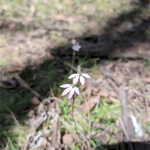 Caladenia carnea at Wee Jasper, NSW - suppressed