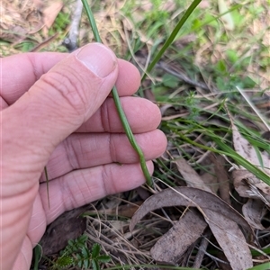 Microtis sp. at Wee Jasper, NSW - 13 Oct 2024