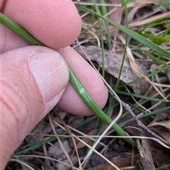 Microtis sp. at Wee Jasper, NSW - 13 Oct 2024