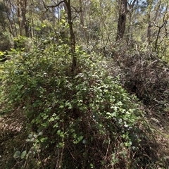 Rubus anglocandicans (Blackberry) at Wee Jasper, NSW - 13 Oct 2024 by Wildlifewarrior80