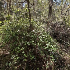 Rubus anglocandicans at Wee Jasper, NSW - 13 Oct 2024