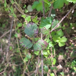 Rubus anglocandicans at Wee Jasper, NSW - 13 Oct 2024 12:30 PM