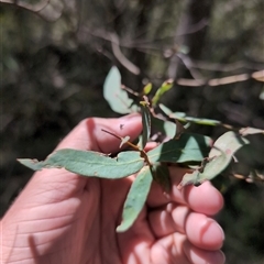 Eucalyptus radiata subsp. robertsonii (Robertson's Peppermint) at Wee Jasper, NSW - 13 Oct 2024 by Wildlifewarrior80