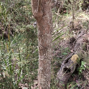 Eucalyptus radiata subsp. robertsonii at Wee Jasper, NSW - 13 Oct 2024