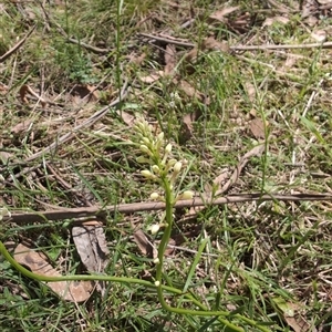 Stackhousia monogyna at Wee Jasper, NSW - 13 Oct 2024