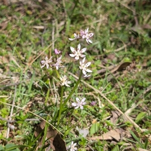 Wurmbea dioica subsp. dioica at Wee Jasper, NSW - 13 Oct 2024