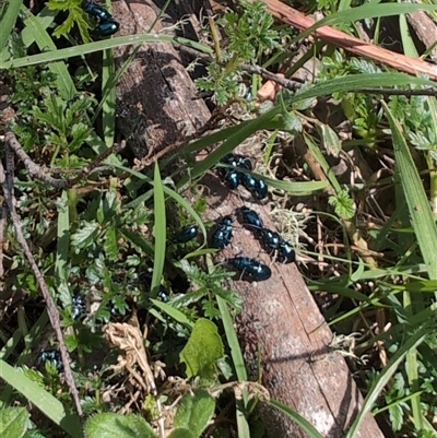 Unidentified Beetle (Coleoptera) at Wee Jasper, NSW - 13 Oct 2024 by Wildlifewarrior80