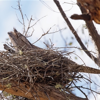 Podargus strigoides (Tawny Frogmouth) at Tharwa, ACT - 11 Oct 2024 by RomanSoroka