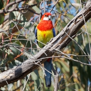 Platycercus eximius at Tharwa, ACT - 11 Oct 2024