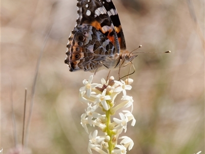 Vanessa kershawi (Australian Painted Lady) at Tharwa, ACT - 11 Oct 2024 by RomanSoroka