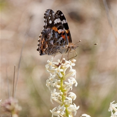 Vanessa kershawi (Australian Painted Lady) at Tharwa, ACT - 11 Oct 2024 by RomanSoroka