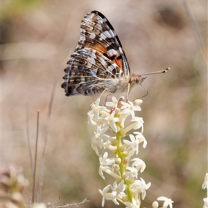 Stackhousia monogyna at Tharwa, ACT - 11 Oct 2024