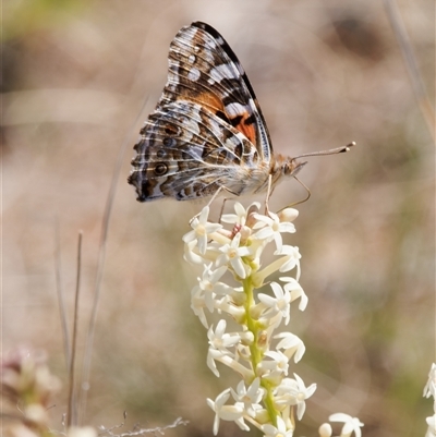 Stackhousia monogyna (Creamy Candles) at Tharwa, ACT - 11 Oct 2024 by RomanSoroka