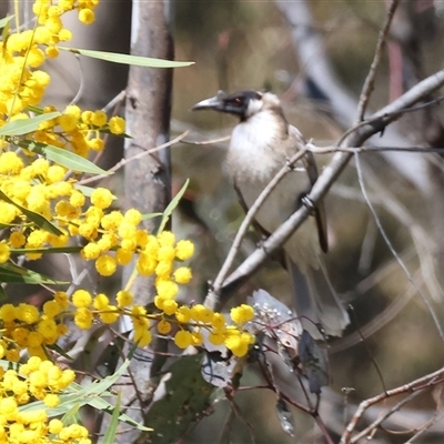 Philemon corniculatus (Noisy Friarbird) at Bandiana, VIC - 12 Oct 2024 by KylieWaldon