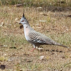 Ocyphaps lophotes (Crested Pigeon) at Bandiana, VIC - 12 Oct 2024 by KylieWaldon