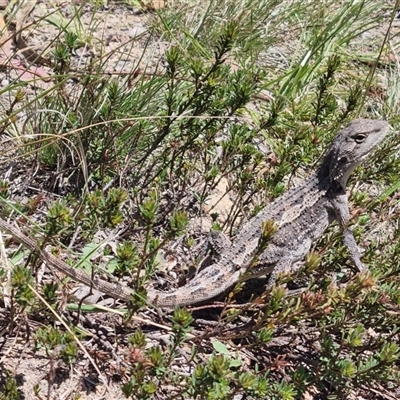 Amphibolurus muricatus (Jacky Lizard) at Bombay, NSW - 13 Oct 2024 by clarehoneydove