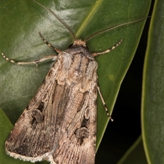 Agrotis munda (Brown Cutworm) at Melba, ACT - 10 Oct 2024 by kasiaaus