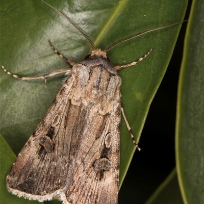 Agrotis munda (Brown Cutworm) at Melba, ACT - 10 Oct 2024 by kasiaaus