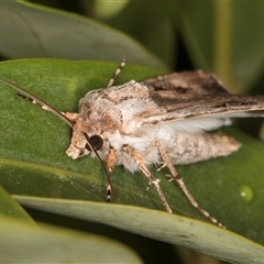 Agrotis munda at Melba, ACT - 10 Oct 2024