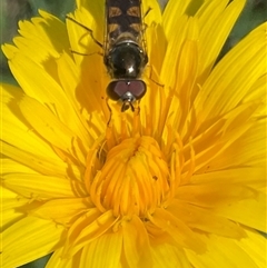 Simosyrphus grandicornis (Common hover fly) at Whitlam, ACT - 13 Oct 2024 by Jennybach