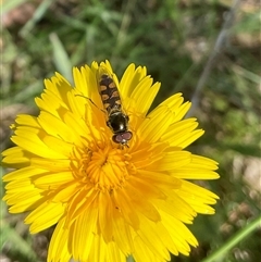 Simosyrphus grandicornis at Whitlam, ACT - 13 Oct 2024