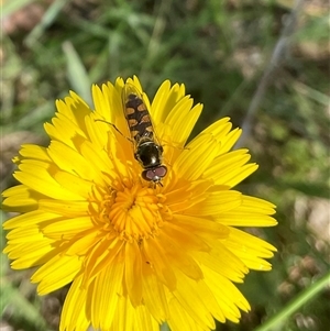 Simosyrphus grandicornis at Whitlam, ACT - 13 Oct 2024