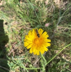 Simosyrphus grandicornis at Whitlam, ACT - 13 Oct 2024