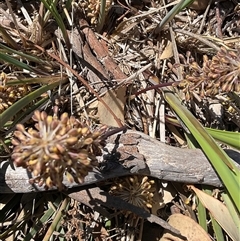 Lomandra multiflora (Many-flowered Matrush) at Whitlam, ACT - 13 Oct 2024 by Jennybach