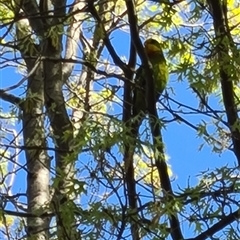 Polytelis swainsonii (Superb Parrot) at Belconnen, ACT - 13 Oct 2024 by Esther