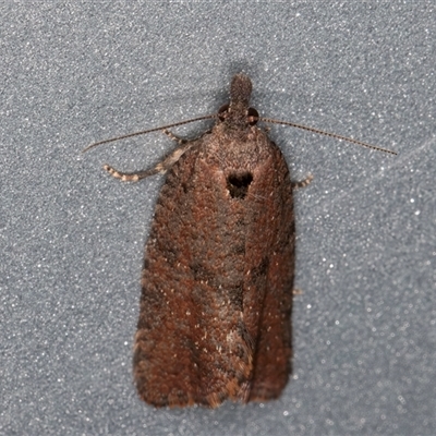 Cryptaspasma sordida (A Tortricid moth (Olethreutinae)) at Melba, ACT - 10 Oct 2024 by kasiaaus