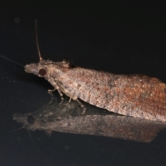 Cryptaspasma sordida at Melba, ACT - 10 Oct 2024