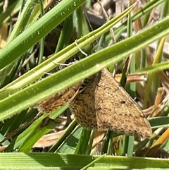 Scopula rubraria (Reddish Wave, Plantain Moth) at Whitlam, ACT - 13 Oct 2024 by Jennybach