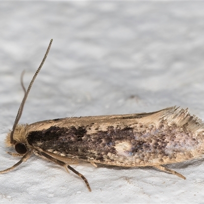 Monopis crocicapitella (Bird Nest Moth) at Melba, ACT - 10 Oct 2024 by kasiaaus