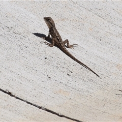 Amphibolurus muricatus at Surf Beach, NSW - 12 Oct 2024 by LyndalT