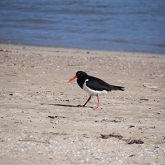 Haematopus longirostris (Australian Pied Oystercatcher) at Surfside, NSW - 12 Oct 2024 by LyndalT