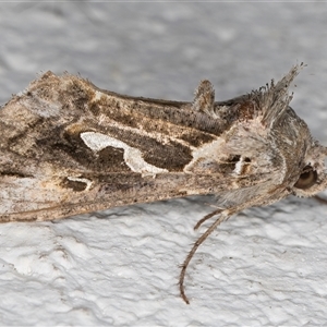 Chrysodeixis argentifera at Melba, ACT - 11 Oct 2024