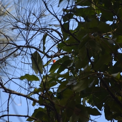 Myzomela sanguinolenta (Scarlet Honeyeater) at Surfside, NSW - 12 Oct 2024 by LyndalT