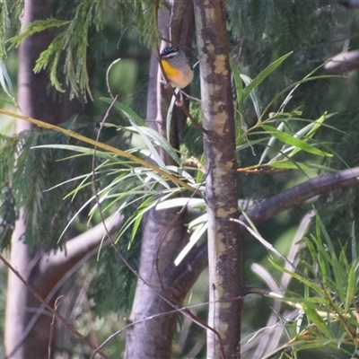 Pardalotus punctatus (Spotted Pardalote) at Surf Beach, NSW - 12 Oct 2024 by LyndalT