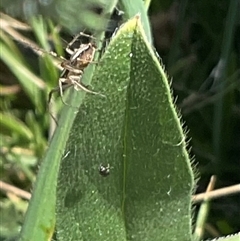 Oxyopes (genus) (Lynx spider) at Whitlam, ACT - 13 Oct 2024 by Jennybach