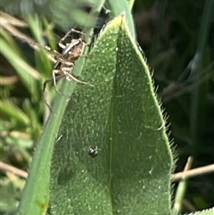 Oxyopes sp. (genus) (Lynx spider) at Whitlam, ACT - 13 Oct 2024 by Jennybach