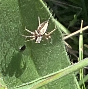 Oxyopes sp. (genus) at Whitlam, ACT - 13 Oct 2024 12:31 PM