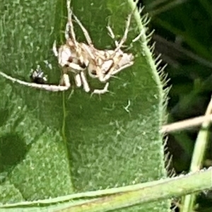 Oxyopes sp. (genus) at Whitlam, ACT - 13 Oct 2024 12:31 PM