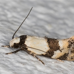 Euphiltra celeteria (A Concelater moth (Wingia group) at Melba, ACT - 11 Oct 2024 by kasiaaus