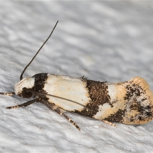 Euphiltra celeteria at Melba, ACT - 11 Oct 2024