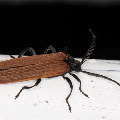 Porrostoma rhipidium (Long-nosed Lycid (Net-winged) beetle) at Melba, ACT - 11 Oct 2024 by kasiaaus